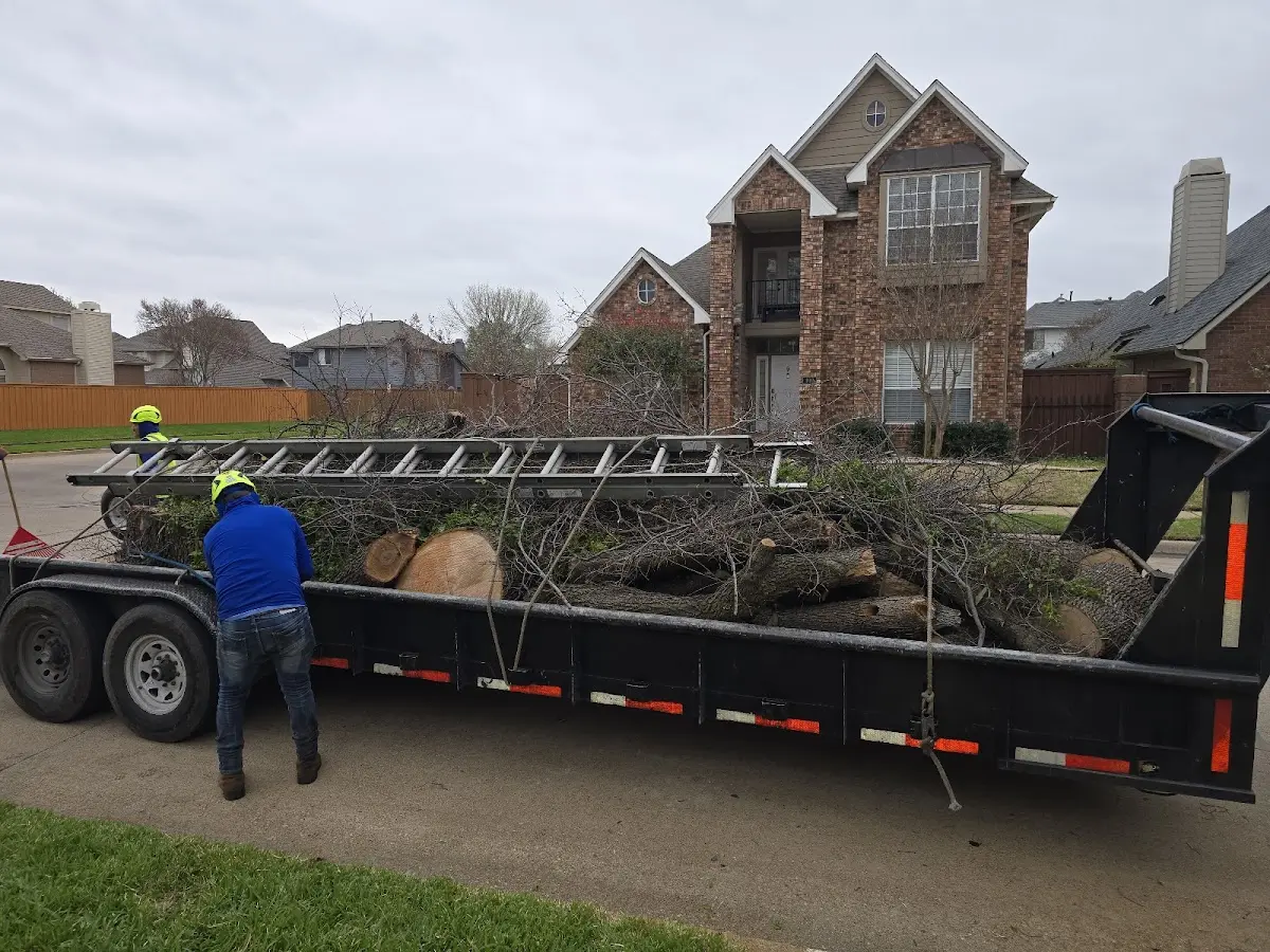 Expert Tree Removal with proper safety equipment in Mondovi